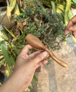 Thìa đong trà gỗ bách xanh